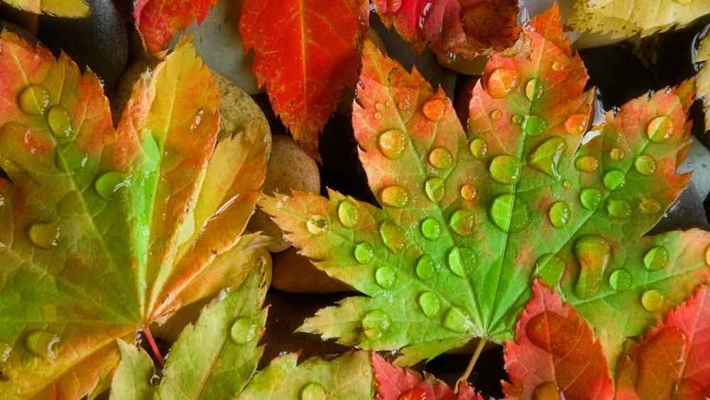 Autumn Leaves with Glimmering Drops of Water wallpaper