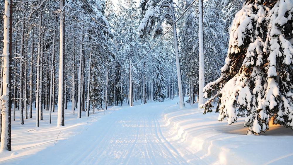 Winter Wonderland Amidst Snowy Pines wallpaper