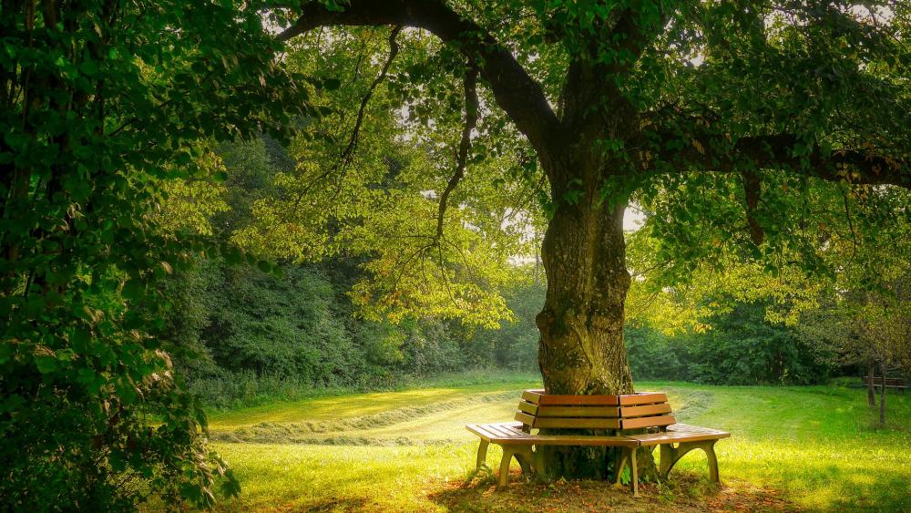 Serene Escape Under the Majestic Tree wallpaper