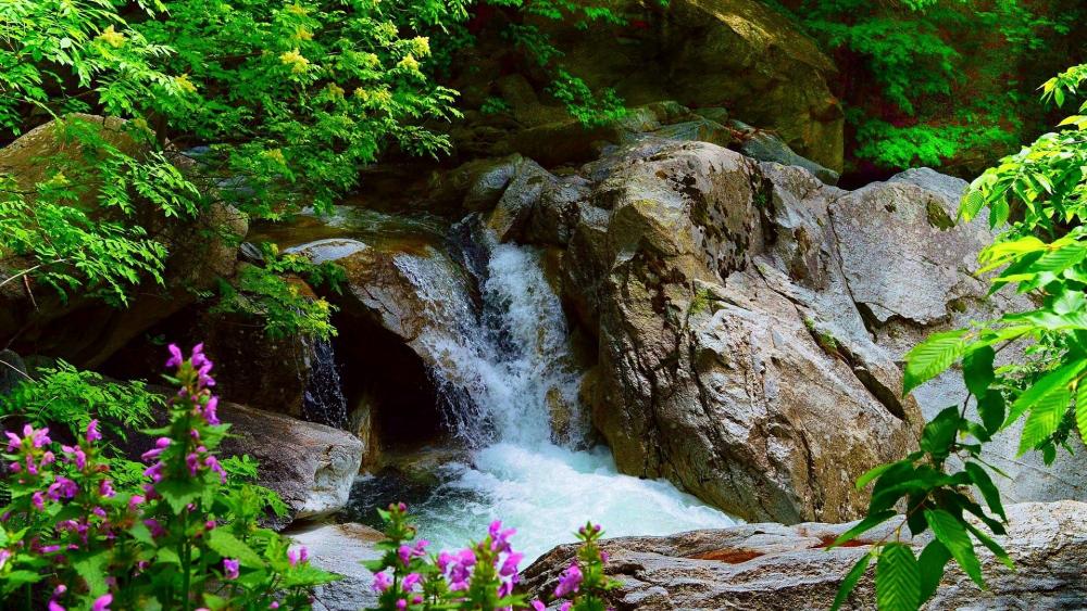 Wallpaper from nature category