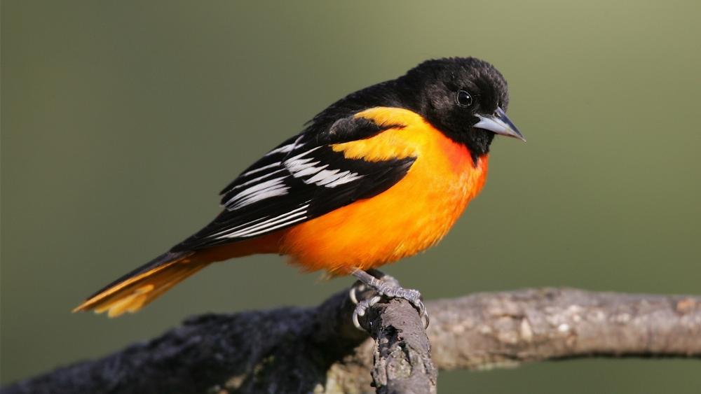 Vibrant Oriole Perched on a Branch wallpaper