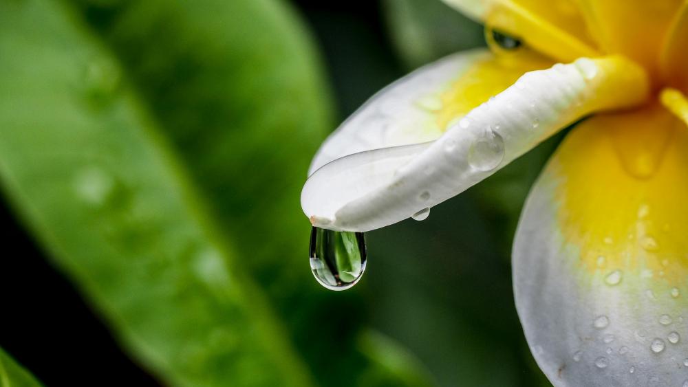 Wallpaper from nature category