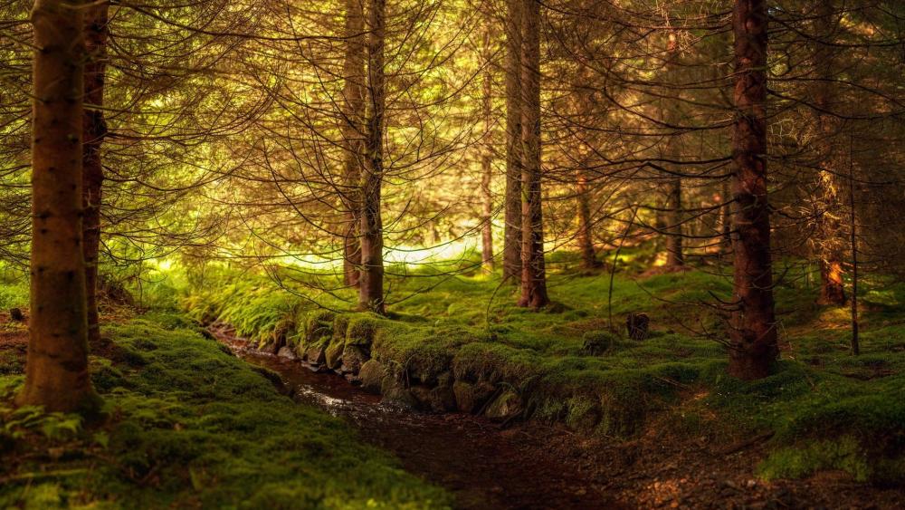 Enchanted Forest Pathway for Serenity wallpaper