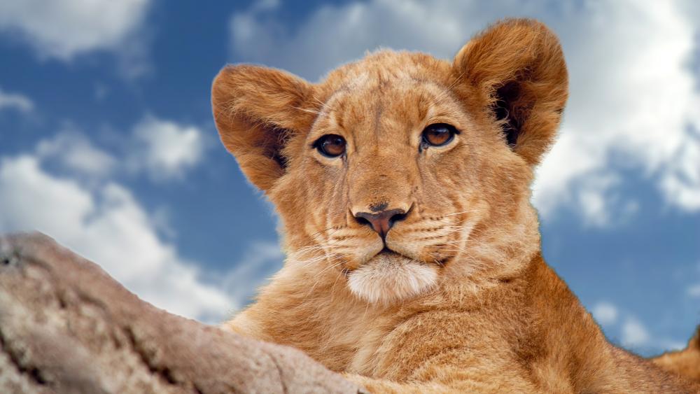 Wallpaper from animals category
