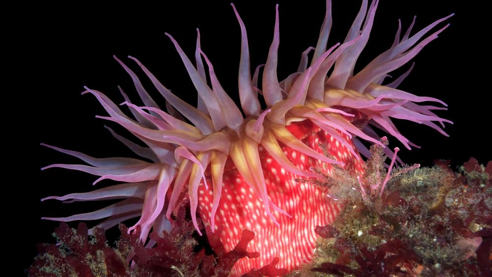 Vibrant Sea Anemone Underwater Wonders wallpaper