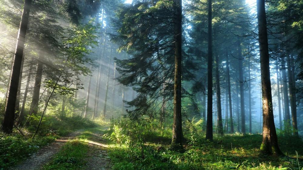 Mystical Forest Pathway Shrouded in Misty Light wallpaper