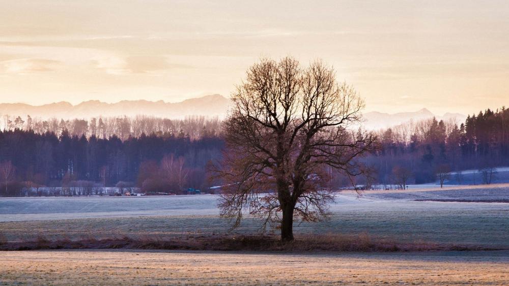 Wallpaper from nature category