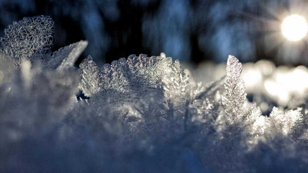 Frosty Wonder of Nature's Beauty wallpaper