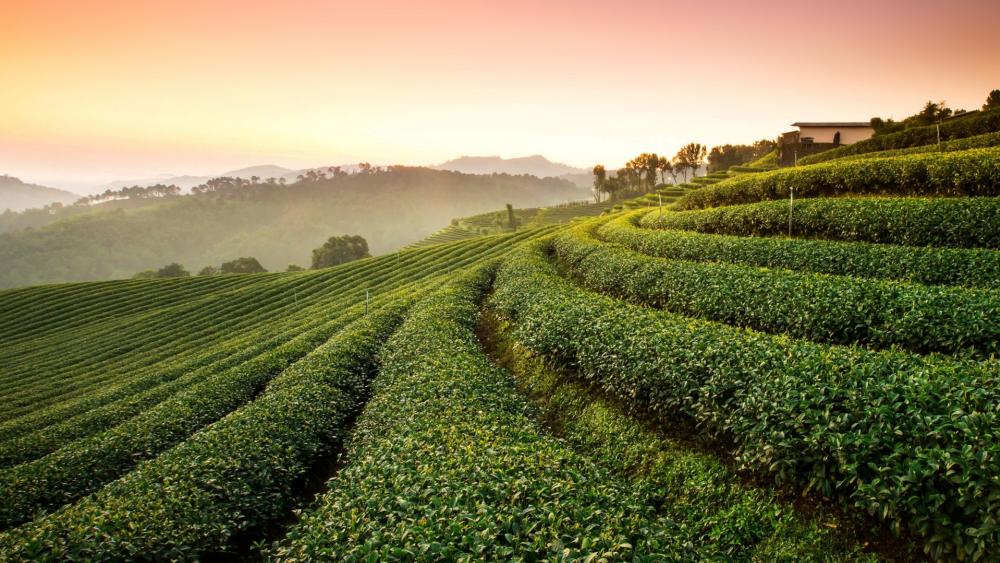 Serene Tea Plantation at Dawn wallpaper