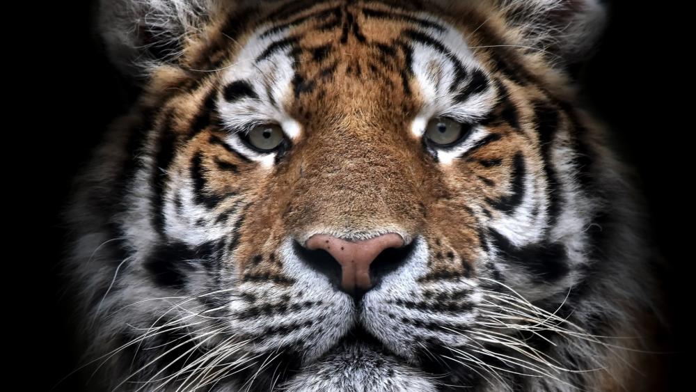 Wallpaper from animals category