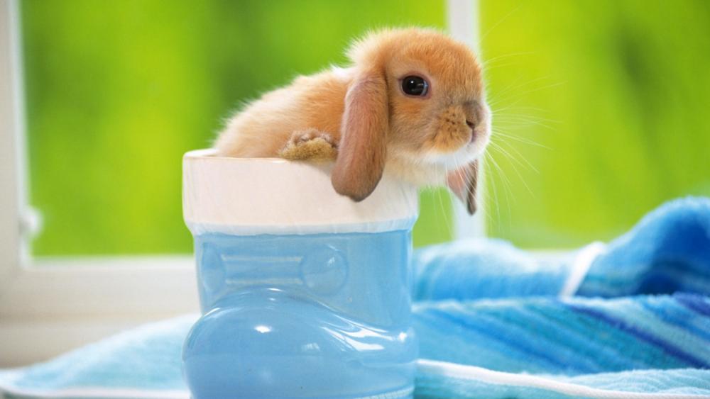 Adorable Bunny in a Bootie wallpaper