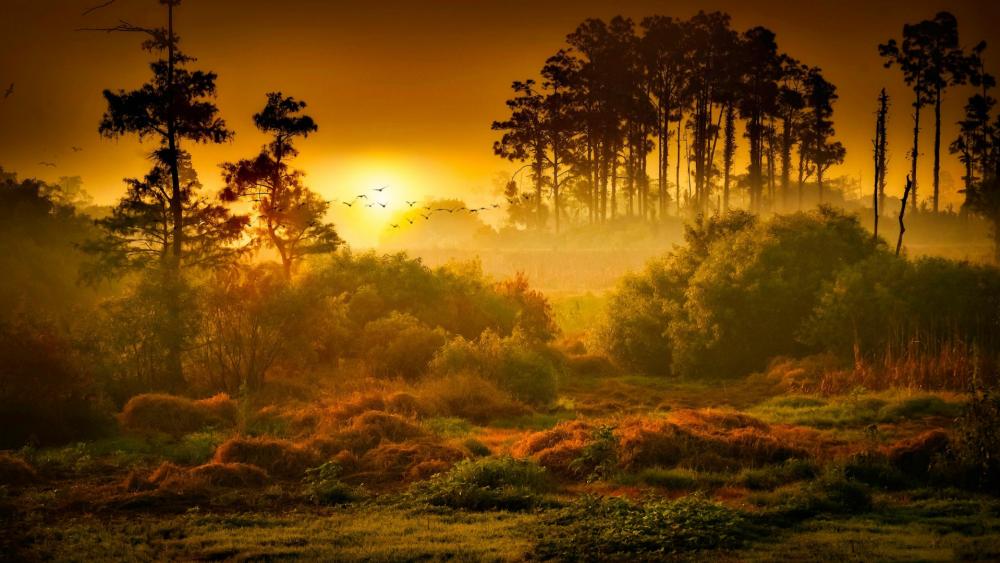 Golden Sunrise Over Misty Forest wallpaper
