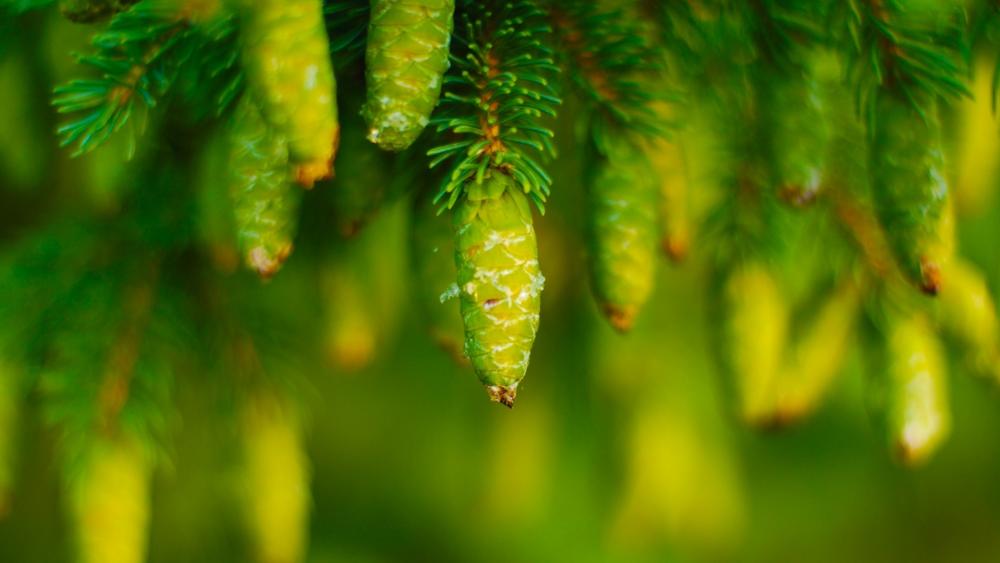 Vibrant Spruce Cones Against a Lush Background wallpaper