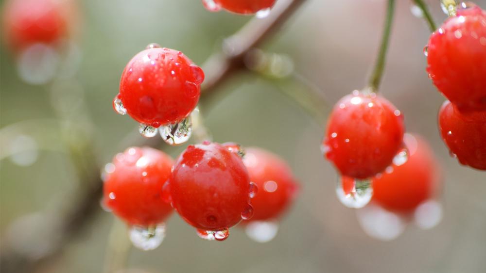 Vibrant Red Berries Sparkling with Dew Drops wallpaper
