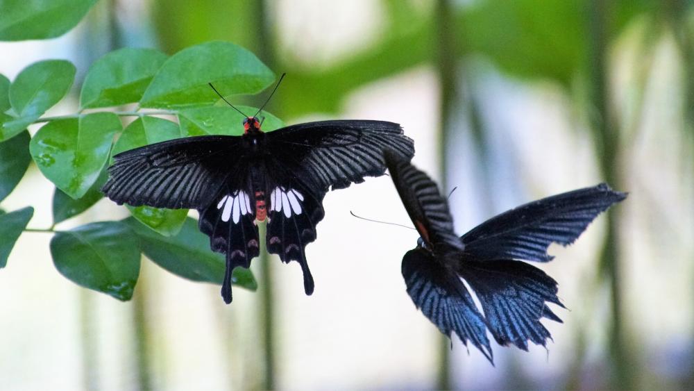 Elegant Dance of Midnight Butterflies in 4K wallpaper