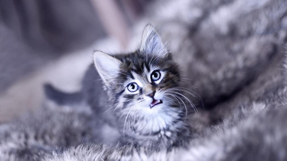 Wallpaper from animals category