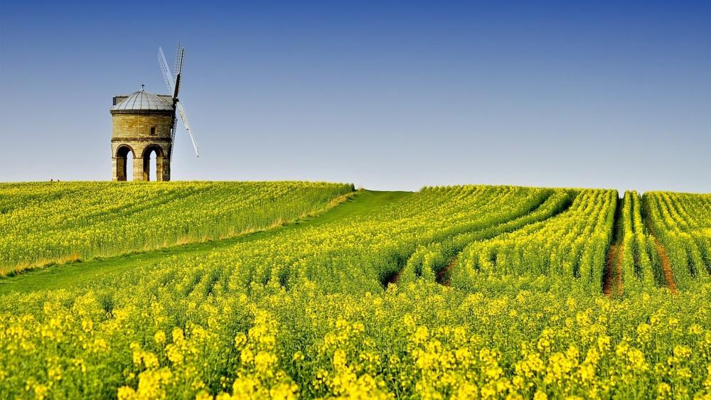Golden Fields and Windmill Serenity wallpaper