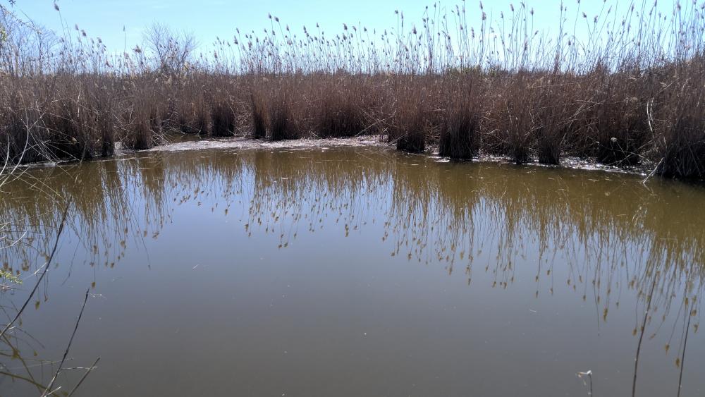 Serene Wetland Reflections in Nature wallpaper