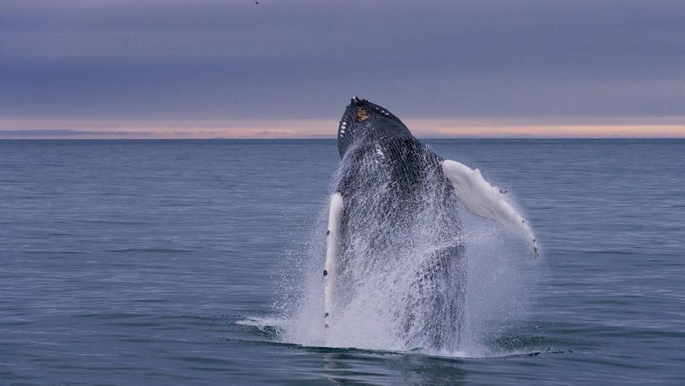 Majestic Whale Breaching the Ocean Surface wallpaper