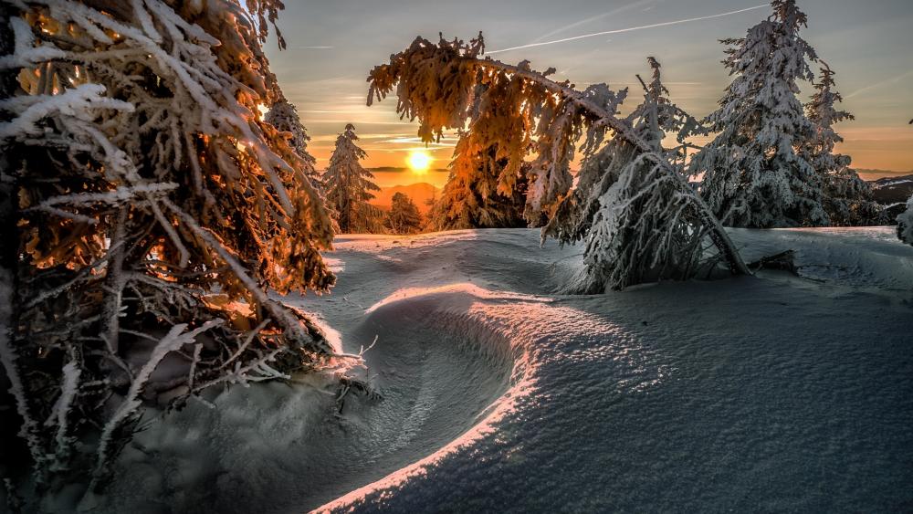 Wallpaper from nature category