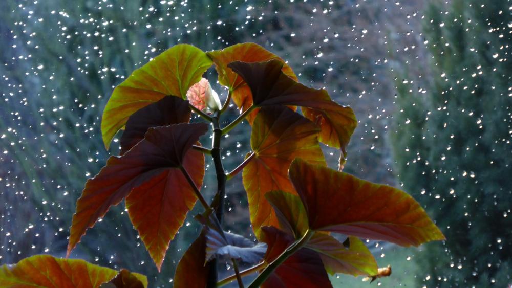 Vibrant Leaves Under Shimmering Rainfall wallpaper