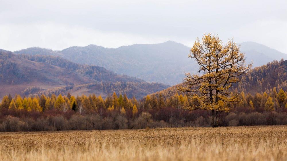 Golden Autumn in Serene Mountains wallpaper