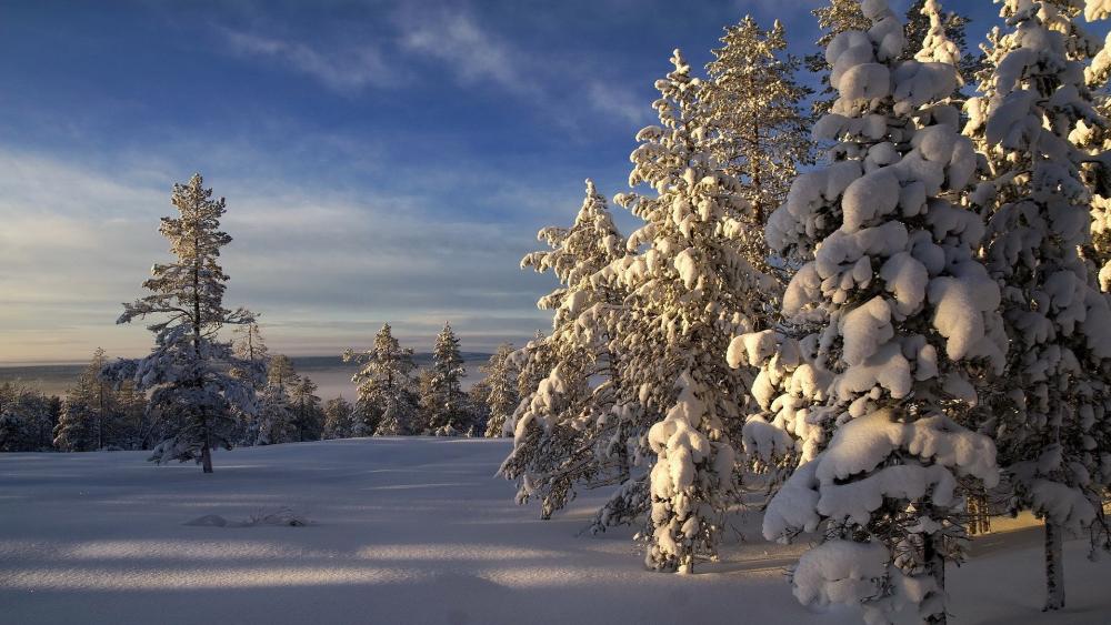 Winter Wonderland Blissful Snowy Landscape wallpaper