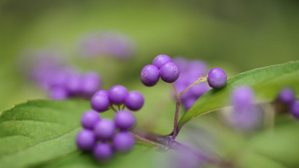 Wallpaper from nature category