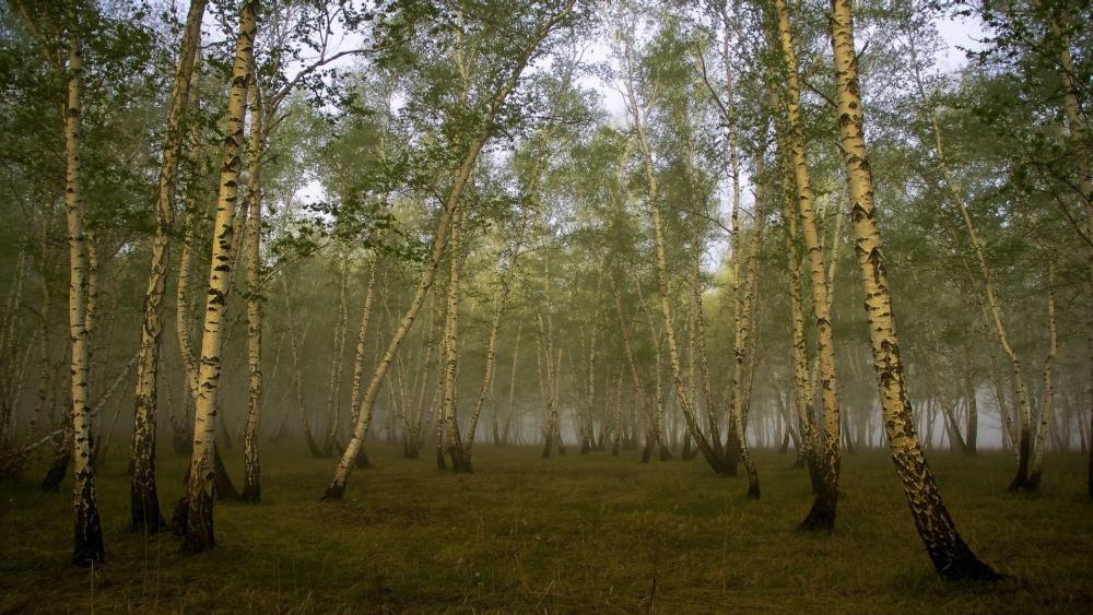 Serene Birch Forest in Misty Atmosphere wallpaper