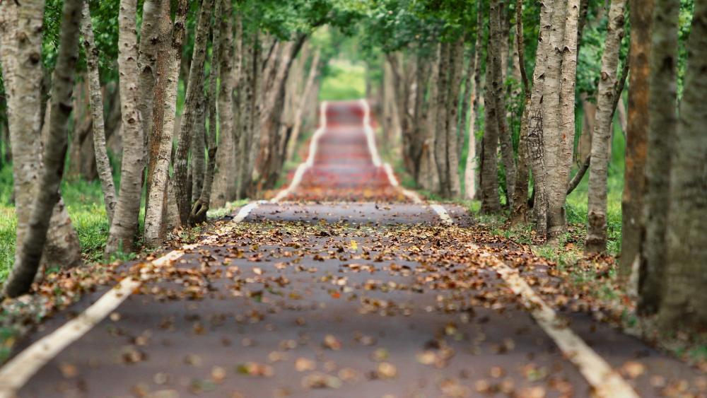 Serene Pathway Through Lush Trees and Fallen Leaves wallpaper