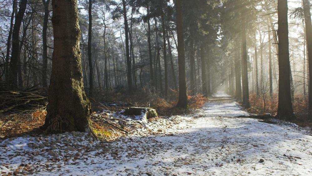 Winter Forest Pathway Embraced by Foggy Serenity wallpaper