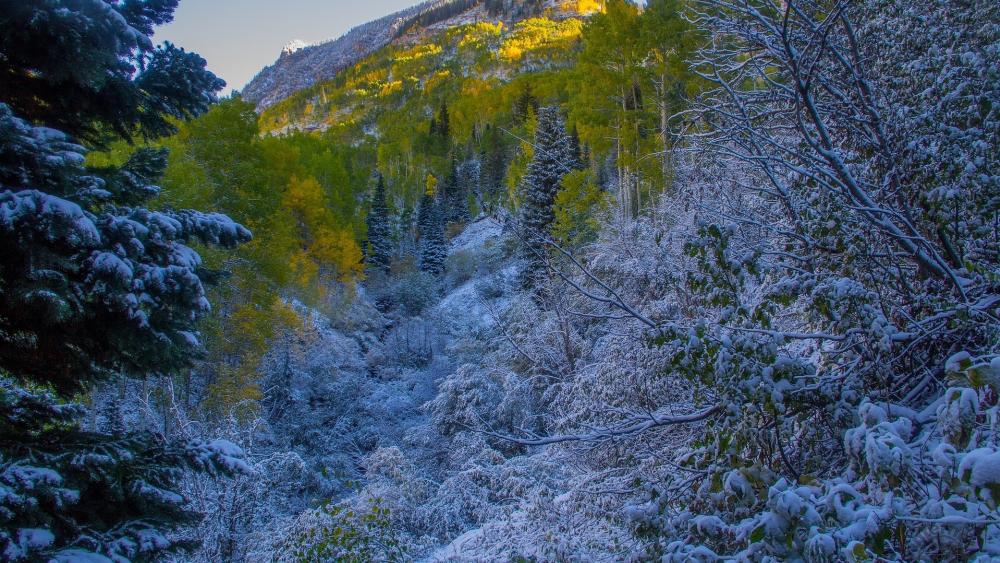 Serene Snowy Forest in Autumn Hues wallpaper