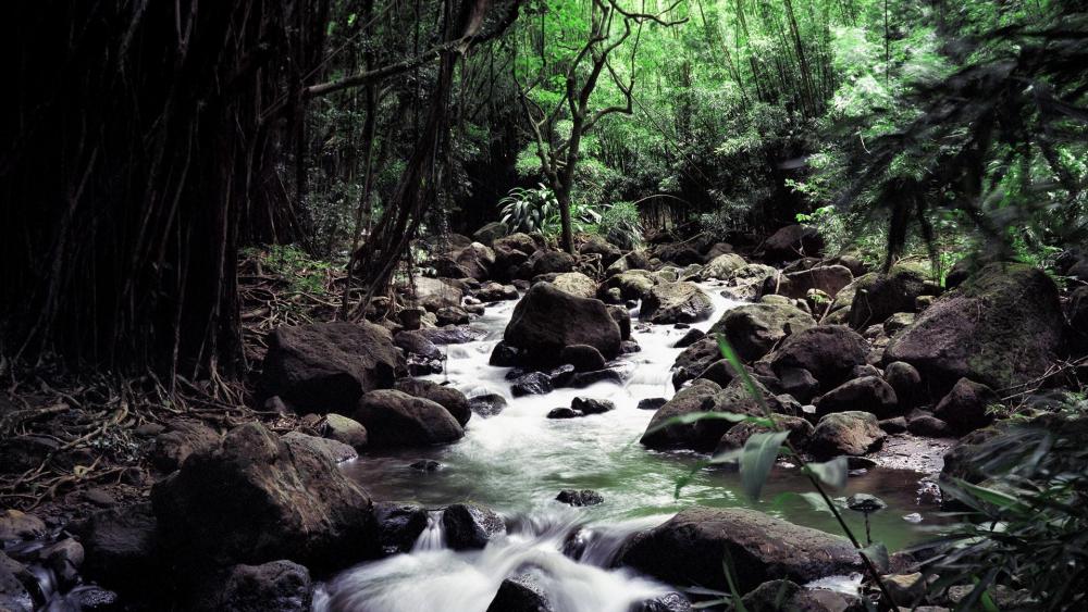 Tranquil Stream in Lush Green Forest wallpaper