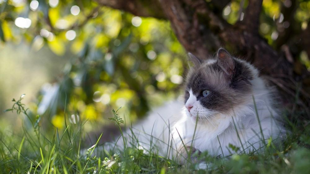 Wallpaper from animals category