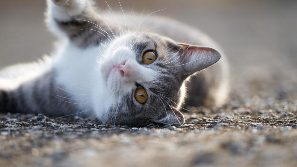 Playful Cat in Motion wallpaper