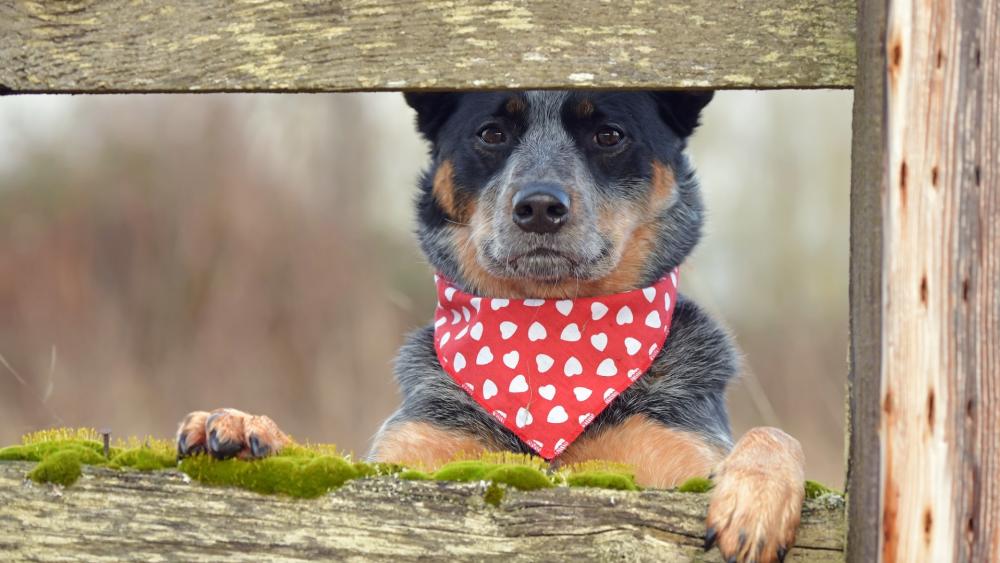 Playful Dog Peeking Through the Fence wallpaper