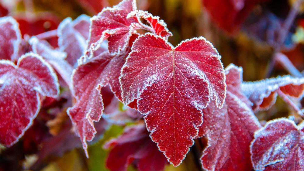 Frosty Red Leaves in Nature's Embrace wallpaper