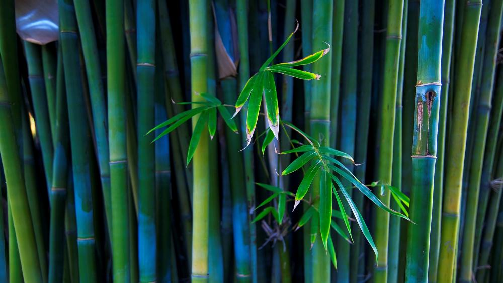 Serene Bamboo Forest Backgrounds wallpaper
