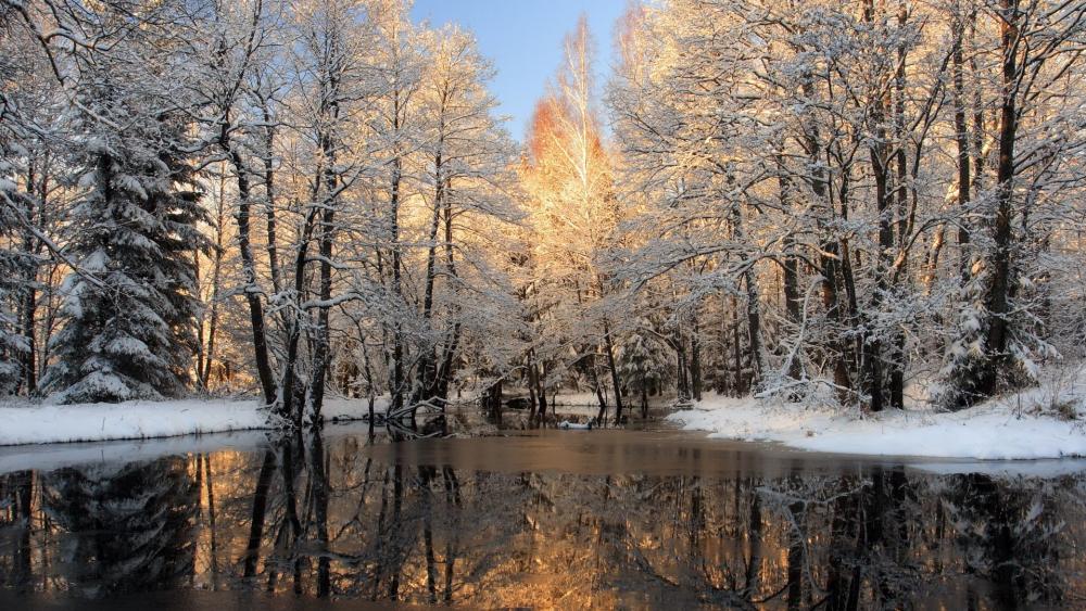 Silent Winter Reflections in a Snowy Forest wallpaper