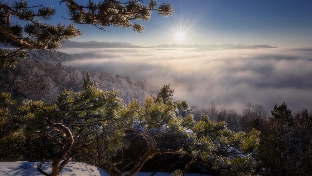 Majestic Sunrise Over Misty Forests wallpaper