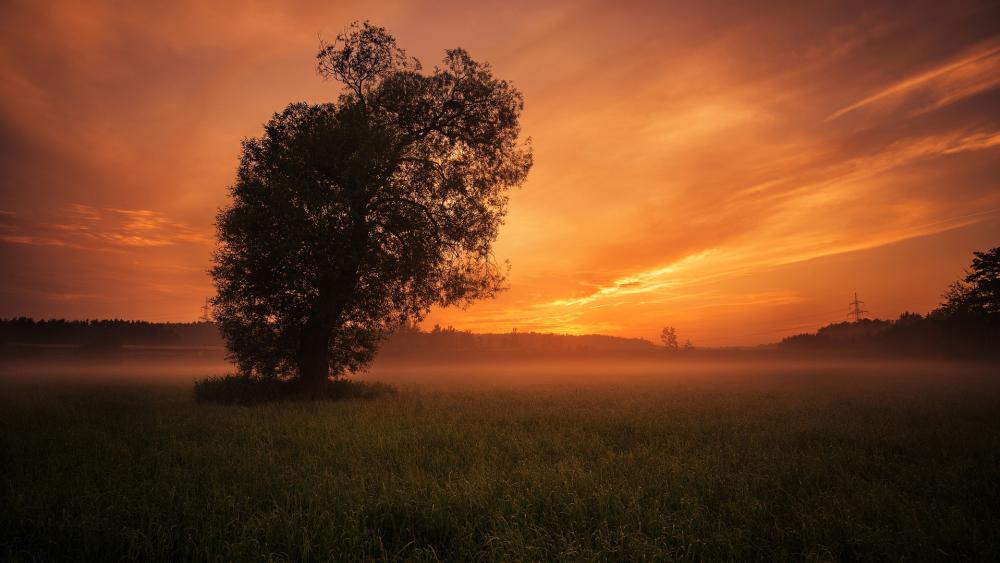 Majestic Sunset Over Misty Field wallpaper