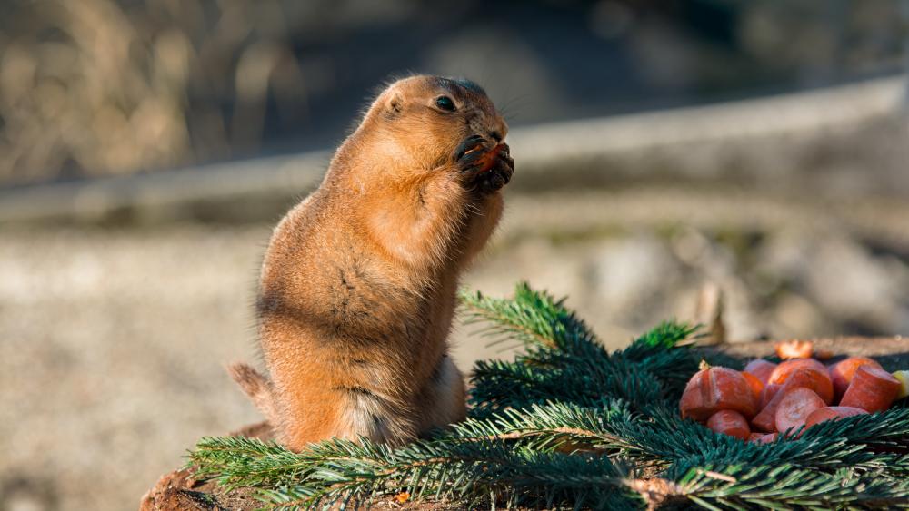 Wallpaper from animals category