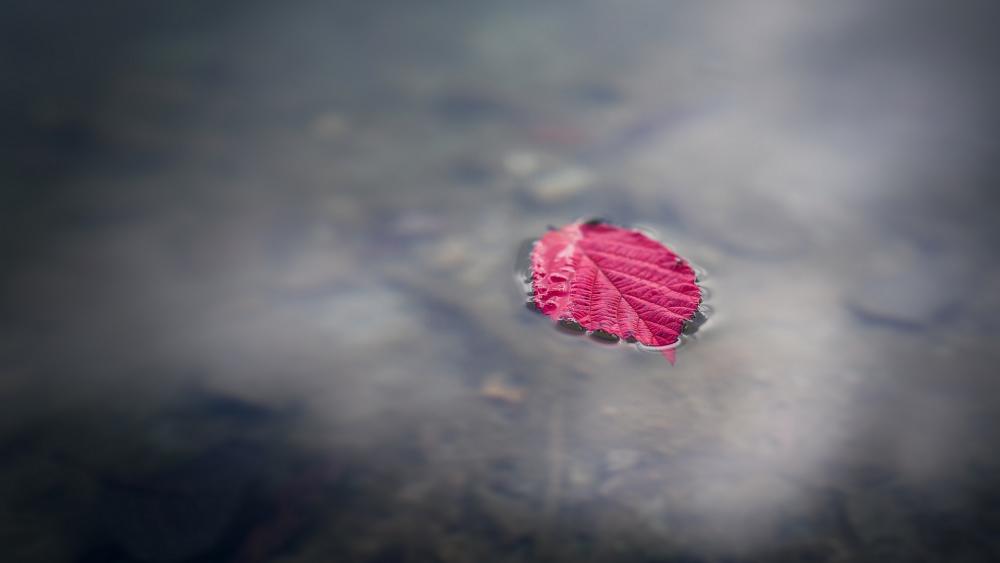 Serene Red Leaf on Calm Water Surface wallpaper