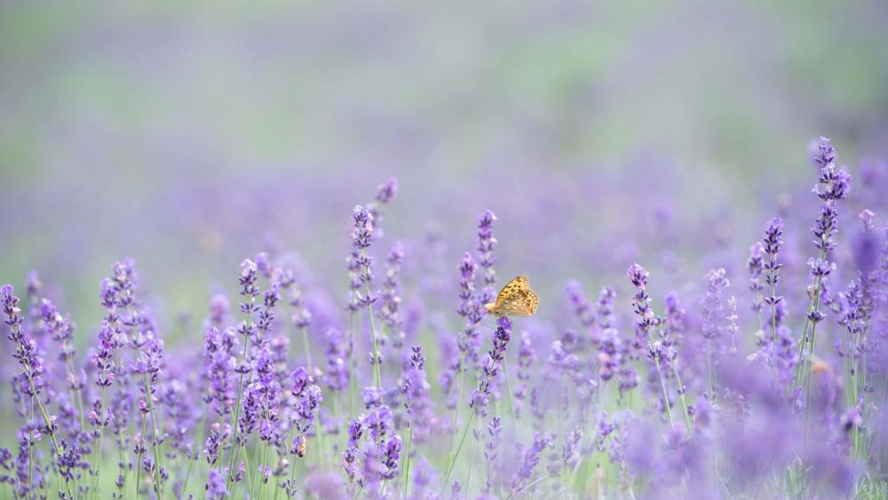 Lavender Fields with Butterfly in Blooming Nature Scene wallpaper