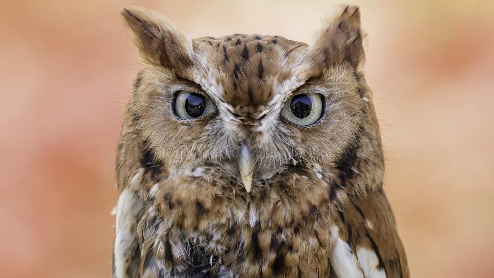 Majestic Owl in Nature's Embrace wallpaper