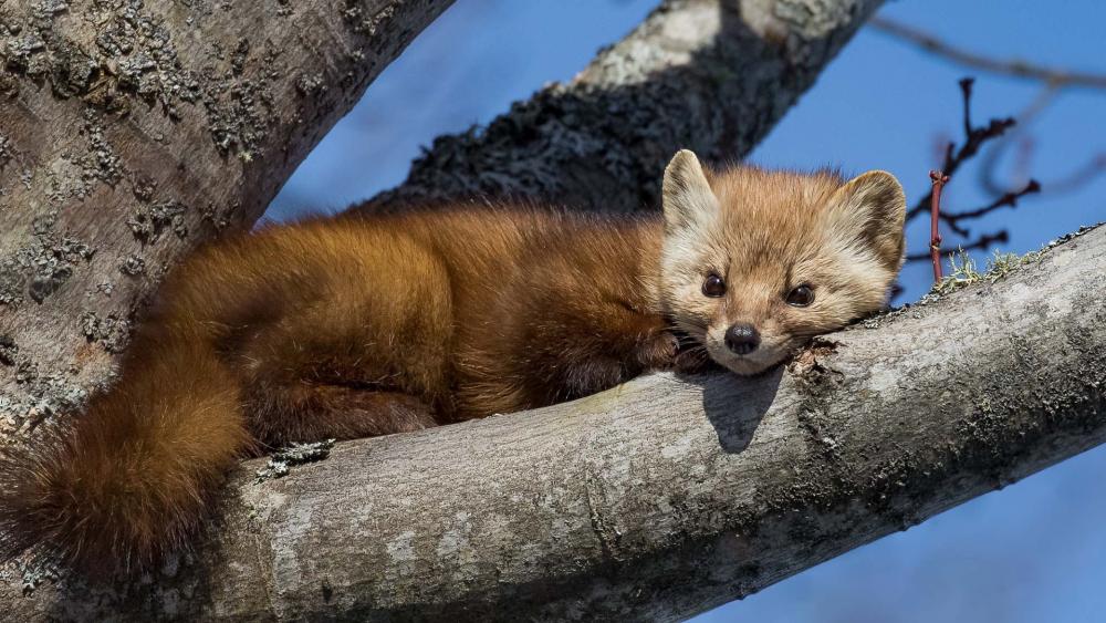Charming Pine Marten Relaxing on a Branch wallpaper