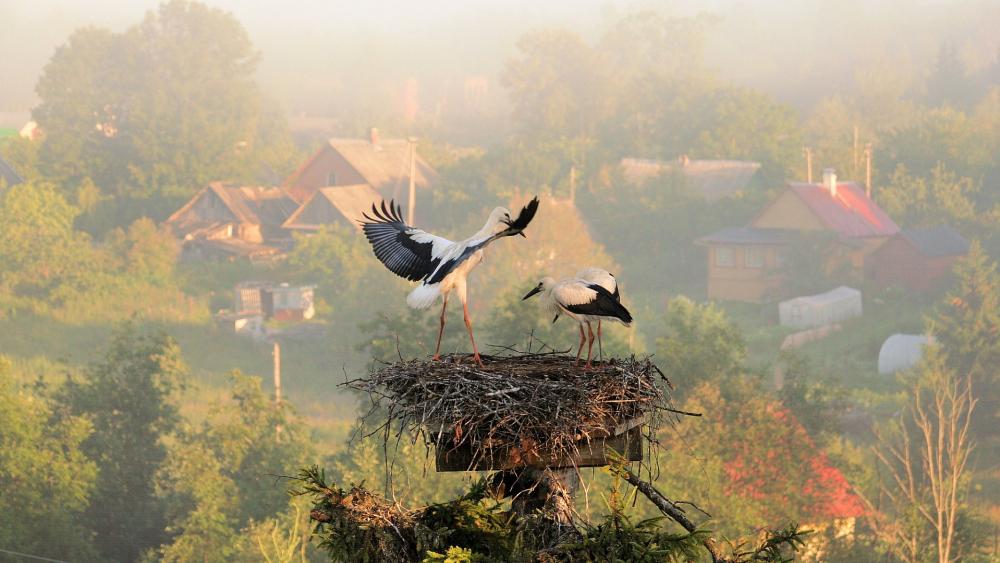 Storks Nesting in a Serene Morning Landscape wallpaper