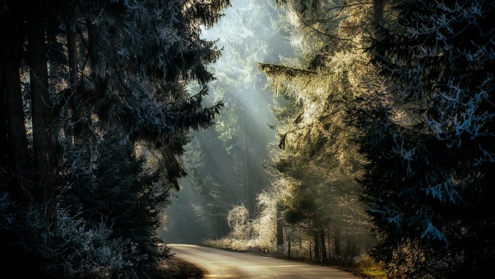 Tranquil Forest Pathway wallpaper