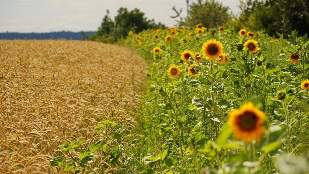 Sunflower Serenity in a Golden Field wallpaper