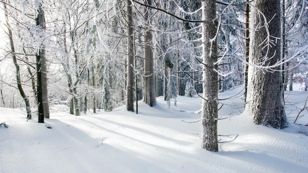 Charming Winter Wonderland Scene wallpaper